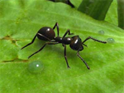 همزیستی مورچه و گیاه