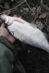 بررسی مورفومتریک - مریستیک ماهی سیاه کولی خزری (Vimba vimba persa) کوچگر به سفیدرود