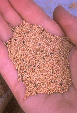 استفاده از علوفه ارقام اصلاح شده گیاه تاج‌خروس در تغذیه نشخوارکنندگان