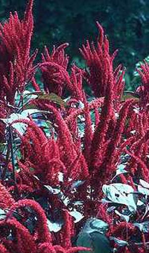 تعیین ارزش غذائی علوفه تاج‌خروس (Amaranthus hypochondriacus)