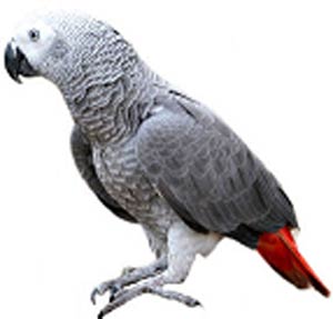 اطلاعات کلی در مورد طوطی خاکستری آفریقایی (کاسکو)