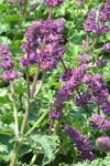 بررسی فعالیت آنتی اکسیدانی عصاره متانولی و فراکسیون های آن از گیاه .Salvia verticillata L با استفاده از سه روش متفاوت