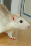 مقایسه تاثیر تزریق داخل هیپوکامپ انسولین بر تثبیت حافظه در موش‌های سفید بزرگ نر سالم و دیابتی