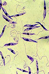 کلون و بیان‌ژن P۴ انگل Leishmania infantum در اشریشیاکولی به منظور تولید آنتی‌ژن P۴ نوترکیب