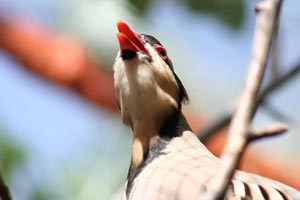 دانستنی‌هایی راجع به پرورش کپک