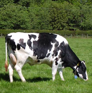 اثر مکمل کشت مخمری بر وضعیت تولید و باروری گاوهای شیری در فصل تابستان