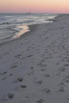 بارگذاری سیکلی شالوده‌های کم‌عمق ساحلی بر روی ماسه