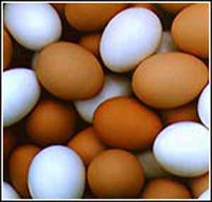 نگرشی نو بر تخم مرغ و تولید آنتی بادی توسط آن