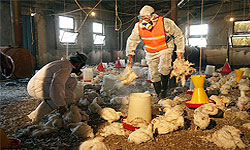 آماده‌باش‌ برای‌ ایران‌ از آنفلوآنزای‌ مرغی‌ تا انرژی‌ هسته‌یی‌