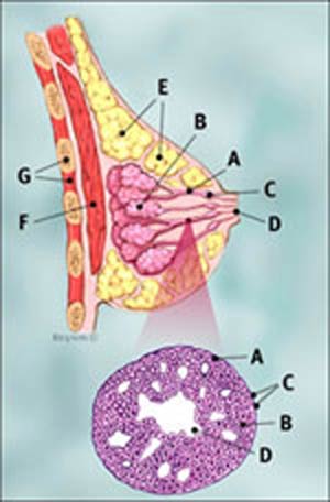 ارزیابی میزان تشکیل توبول در سرطان پستان به روش کسری از میدانها با تمایز غددی و مقایسه آن با روشهای متعارف این ارزیابی