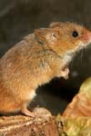 نقش گنادکتومی در روند پیدایش پردردی (Hyperalgesia) ناشی از بستن عصب سیاتیک در موش سوری نر