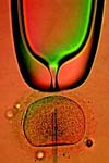مقایسه روشهای ارزیابی کیفیت کروماتین از لحاظ تراکم و پایداری در رابطه با میزان موفقیت در لقاح آزمایشگاهی IVF و ارایه یک روش مناسب برای پیشگویی قدرت باروری