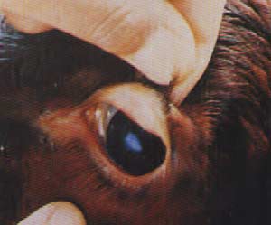 Image result for ‫عکس در مورد بیماری تیلریوز گاوی‬‎
