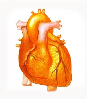 پیشگیری از بیماریهای قلبی : چربی خون - دیابت - فشار خون بالا 
