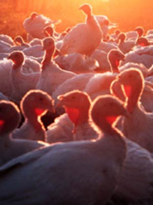 پرسش های متداول در مورد بیماری آنفلوانزای مرغی