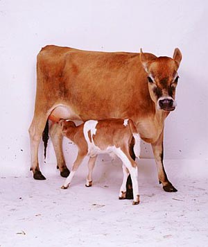 حفظ سلامت دستگاه گوارش در گاوهای شیری