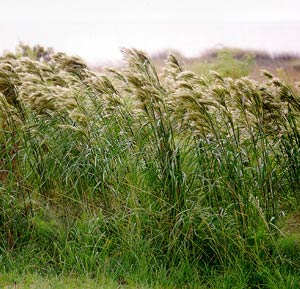 بیشتر چمن ها در تیره Poaceae