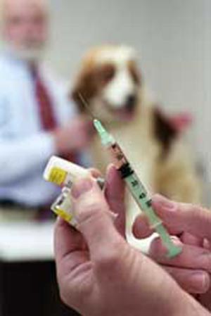 واکسیناسیون در سگ