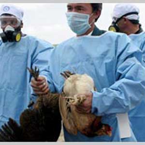 ۱۰پرسش و پاسخ در مورد آنفولانزای مرغی