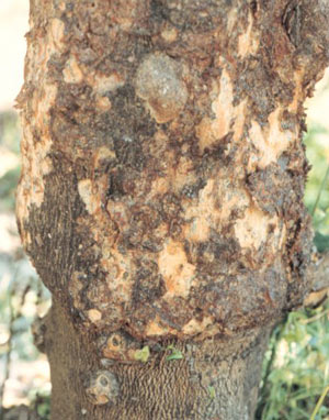 سر خشکیدگی درختان مرکبات (ناتراسیا) Citrus dieback
