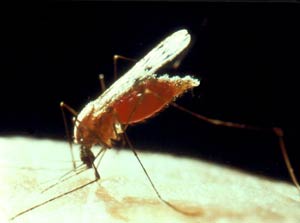 بررسی وضعیت بیماری مالاریا در استان هرمزگان در طی سالهای ۷۸ _ ۱۳۷۴