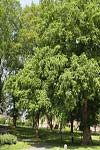 مطالعه رویشگاه گونه لرگ (Petrocarya fraxinifolia(Lam.) Spach) در جنگل ماشلک نوشهر