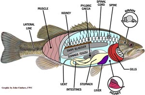 آناتومی داخلی ماهی خاردار دهان بزرگ فلوریدا