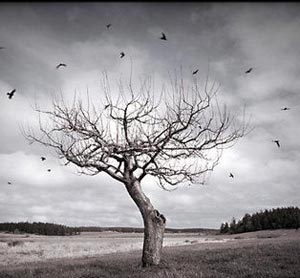 زندگی یک درخت مرده