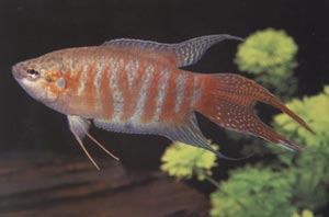 آشنایی با تکثیر و پرورش ماهی زینتی گورامی