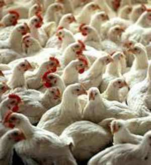 ازآنفلوانزای مرغی (Avian Influenza) چه میدانید؟