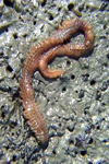 پویایی جمعیت و زی توده کرم پرتار (Streblospio gynobranchiata (Spioonidae در خلیج گرگان (ساحل بندر گز)- جنوب شرقی دریای خزر