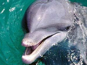 مراقب لبخند دلفین باش