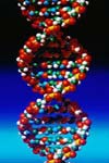 استخراج و خالص سازی آنزیم DNA پلی مراز باسیلوس کالدوتناکس جدا شده از آب گرم قاینارجه سبلان