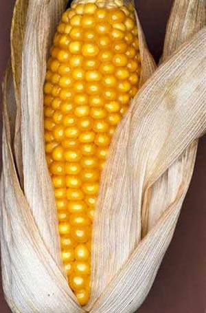 ساقه خوار ایرانی ذرت Iranian stem corn borer