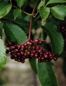آقطی سیاه (انگور کولی) Elderberry