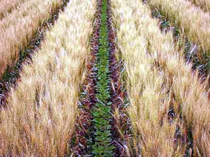 اصلاح نظام بازار محصولات کشاورزی ـ بخش دوم