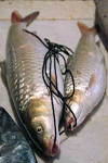 انجماد اسپرم ماهی کپور با استفاده از رقیق کننده های مختلف
