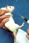 اثر کربنات لیتیوم بر رفتار Sniffing ناشی از آپومرفین در موشهای رت