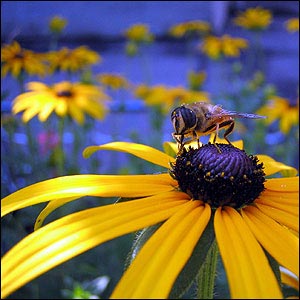 زنبور عسل یاور انسان و محیط زیست