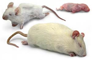 اثرات هیپوگلیسمیک عصاره آبی- الکلی دانه گندی تلخه در موش های صحرایی نر