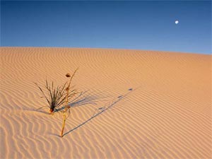 بیابان؛ سفره پربرکت، اما متروک ایران