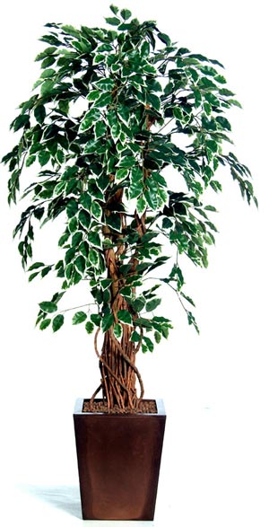انجیر زینتی یا فیکوس Ficus
