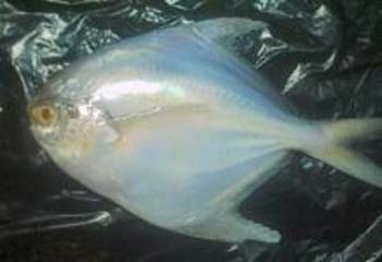 وضعیت کنونی توسعه تکنولوژی کشت ماهی حلوا سفید Pampus argenteus