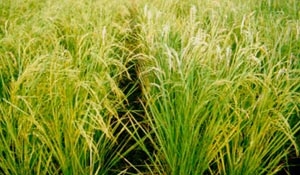 علفهای هرز برنج و آفات مهم برنج