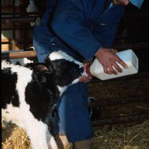 چه مقدار شیر شما می‌بایست به گوساله‌های جوان بدهید؟