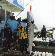 خطر انقراض ماهیان خاویاری و ضرورت توجه کشورهای حاشیه خزر به آن