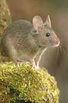 بررسی اثر اسید اسکوربیک بر رفتار لیس زدن القا شده توسط آپومورفین در موش
