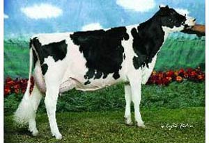 راندمان تولید در گاوهای شیری