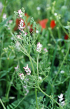 تعیین مقدار ماده موثر گیاه شاتره گل‌ ریز (.Fumaria parviflora Lam)