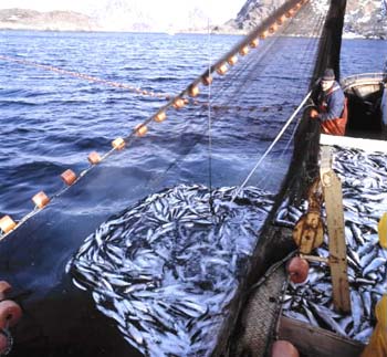 واگذاری مدیریت بنادر ماهیگیری به بخش غیر دولتی
